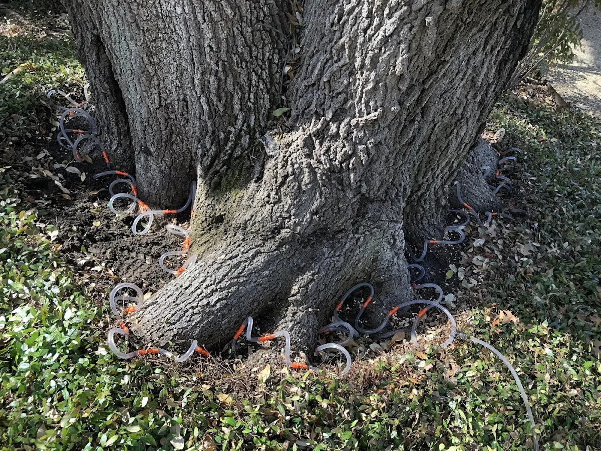 Detailed Tree Cabling and Bracing job site in Amagansett