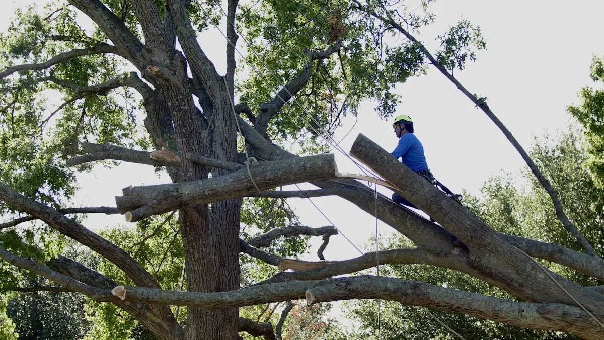 Professional Crown Thinning performed by certified arborists in Amagansett