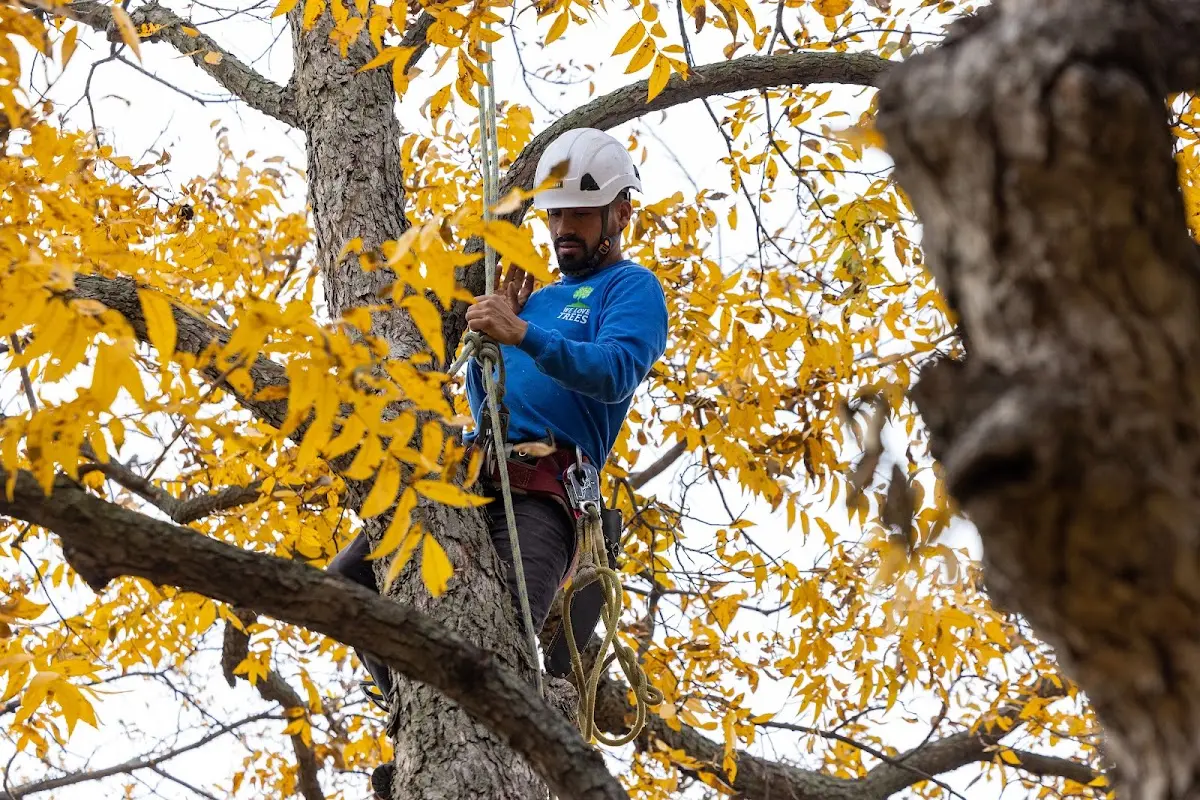 Skilled Storm Damage Cleanup crew working in Amagansett